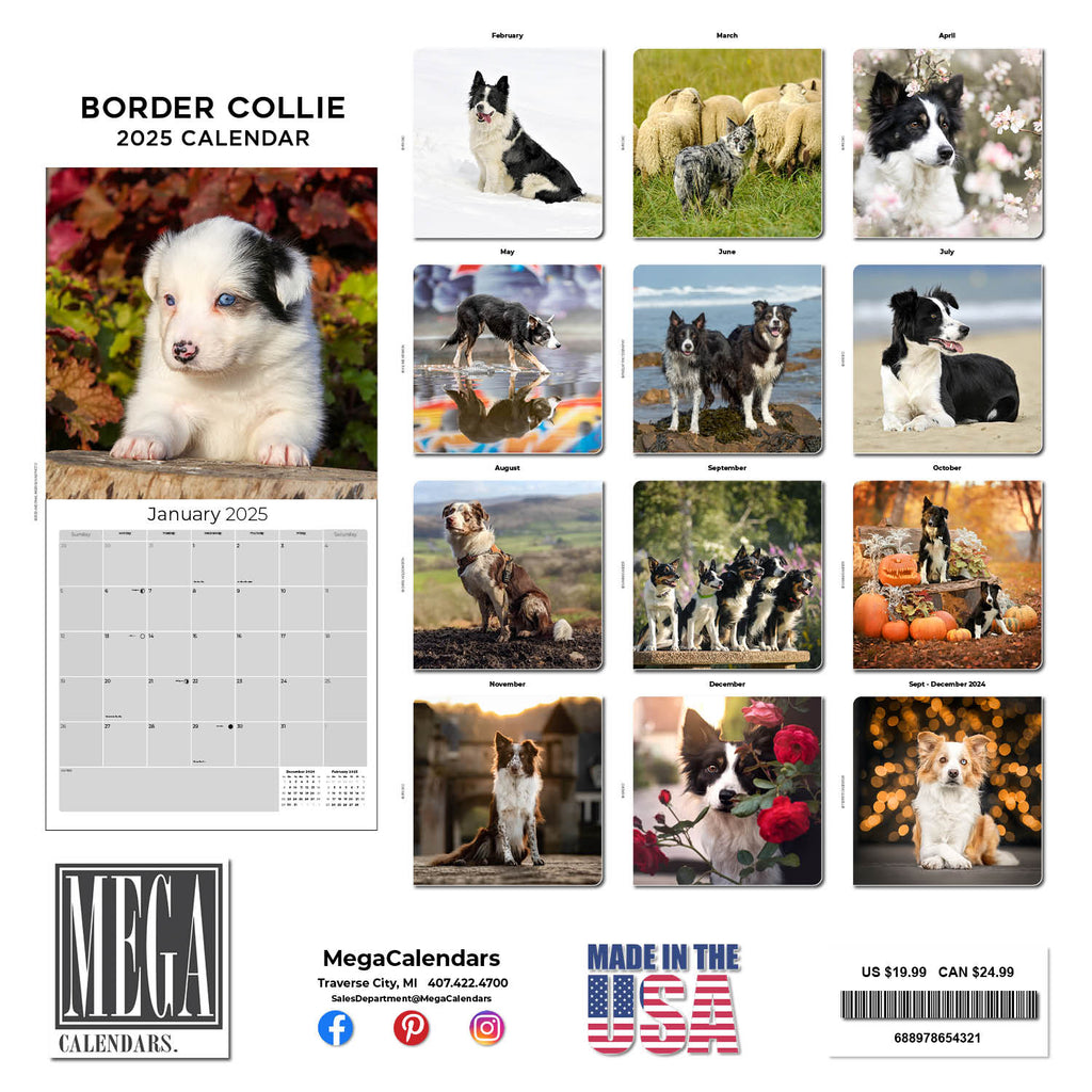 Border Collie Wall Calendar 2025
