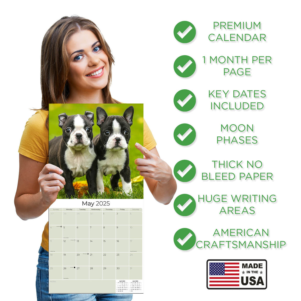 Boston Terrier Wall Calendar 2025
