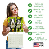 Boston Terrier Wall Calendar 2025