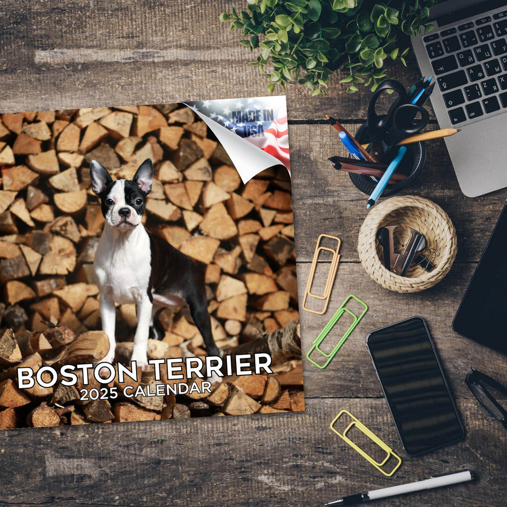 Boston Terrier Wall Calendar 2025