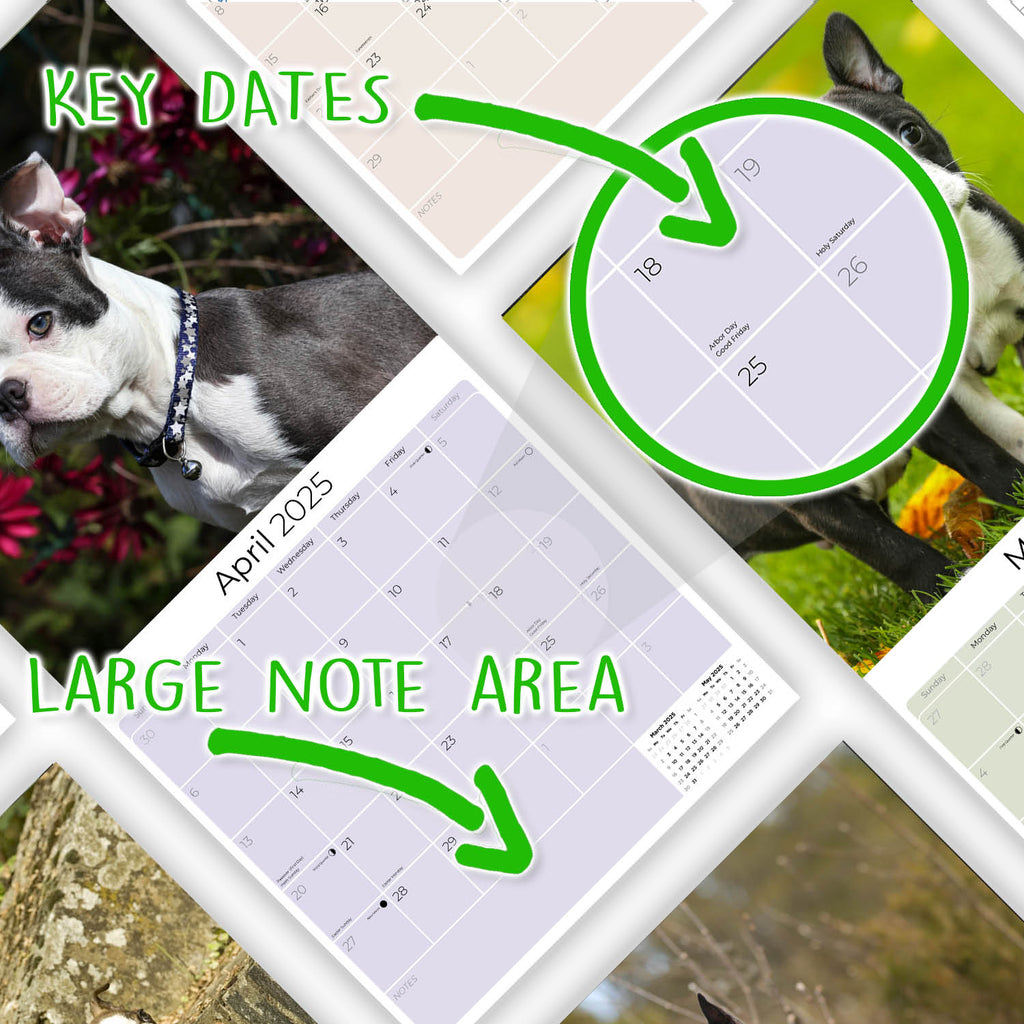 Boston Terrier Wall Calendar 2025