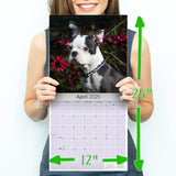 Boston Terrier Wall Calendar 2025