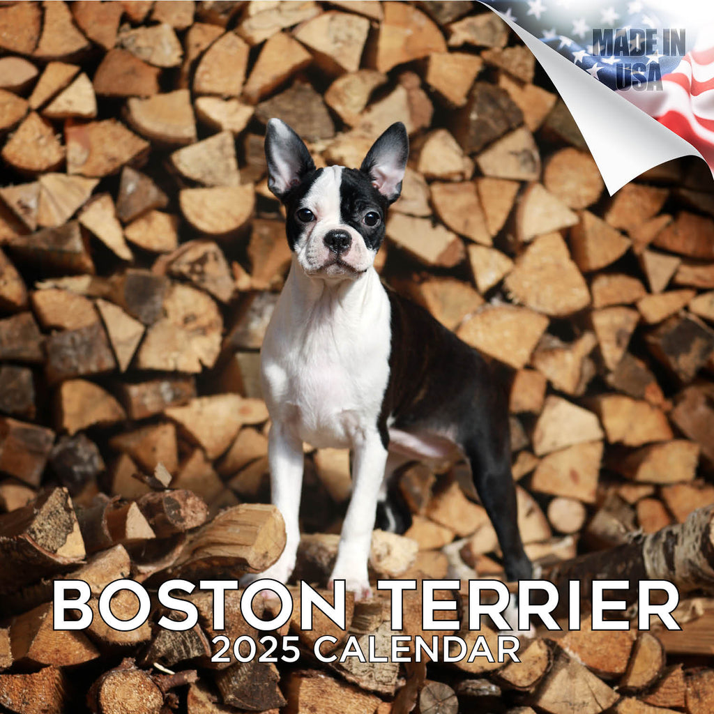 Boston Terrier Wall Calendar 2025