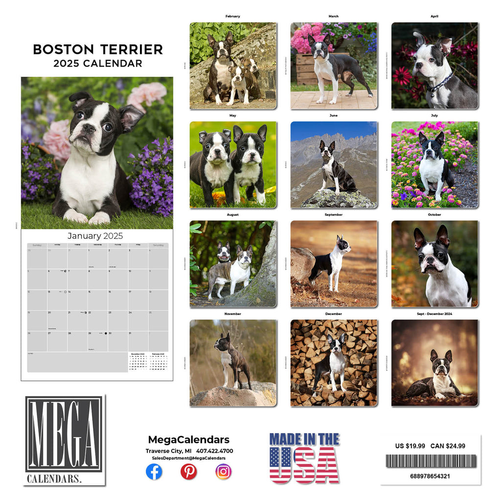 Boston Terrier Wall Calendar 2025