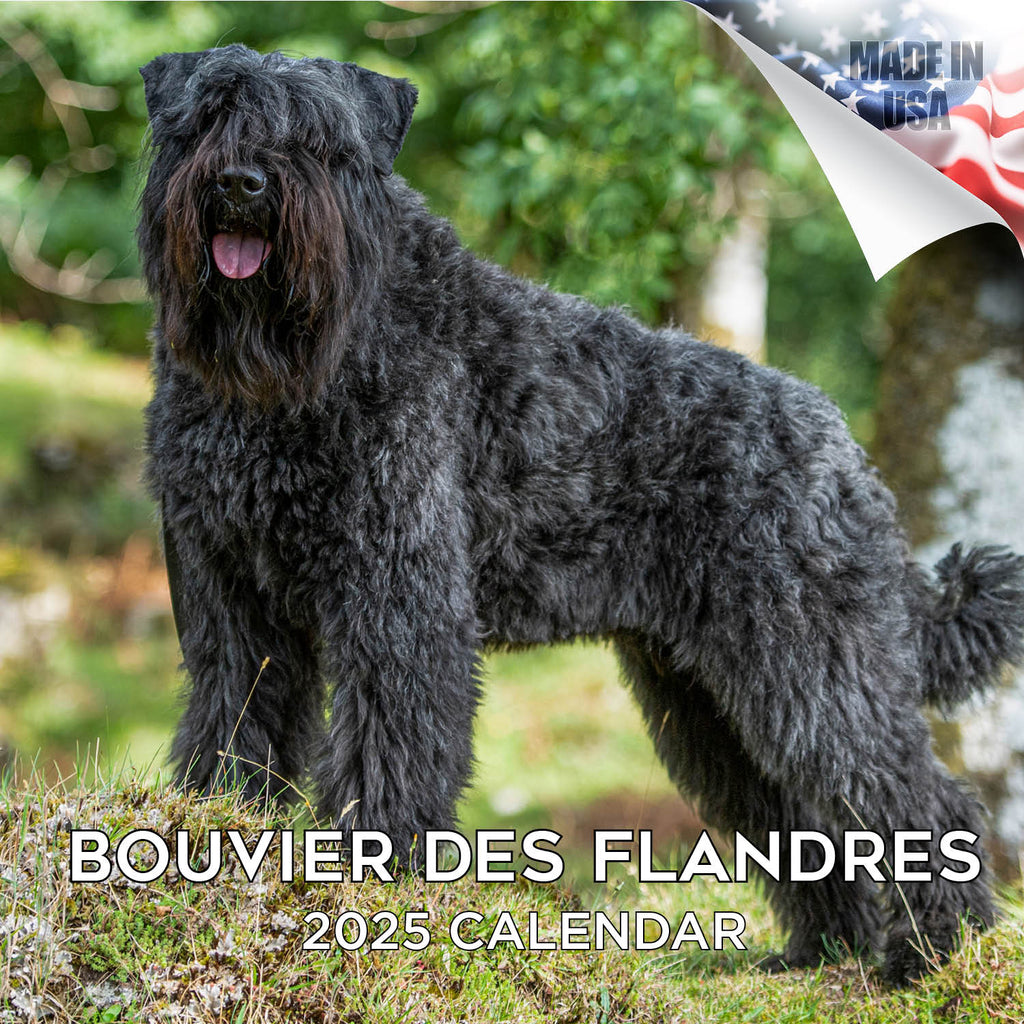 Bouvier de Flandres Calendar 2025