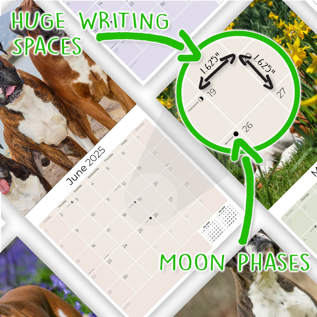Boxer Wall Calendar 2025