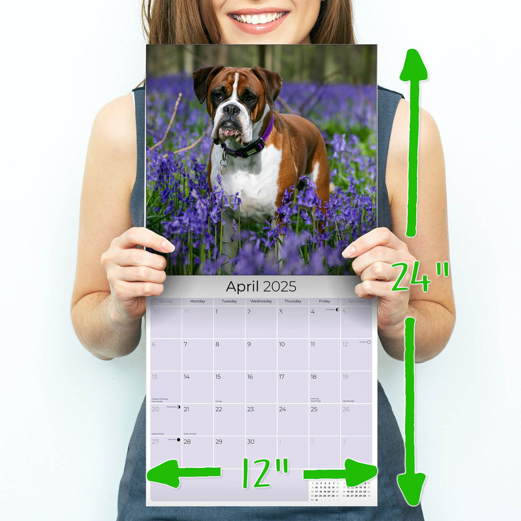 Boxer Wall Calendar 2025