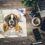 Boxer Puppies Wall Calendar 2025