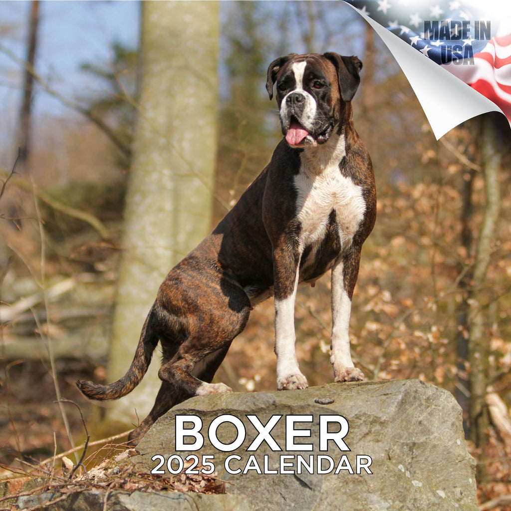 Boxer Wall Calendar 2025