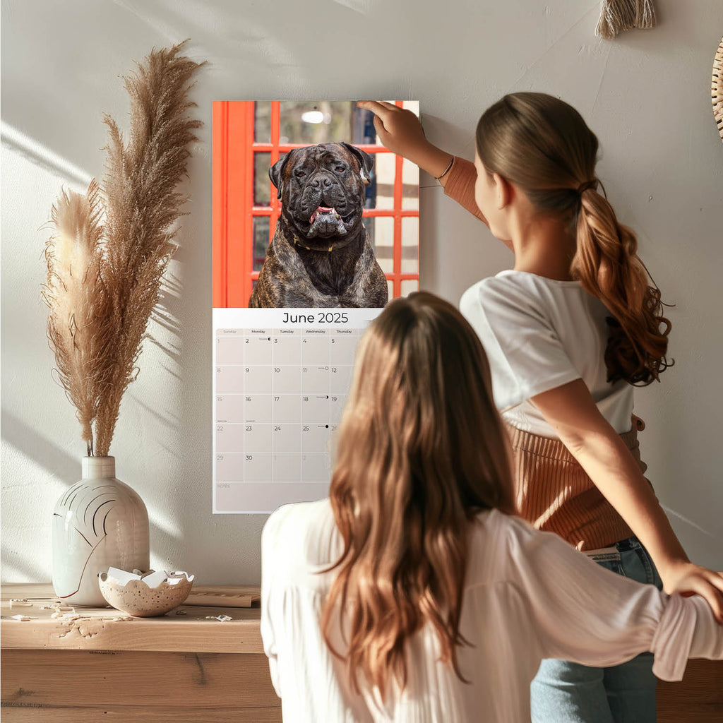 Bull Mastiff Calendar 2025