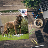 Bull Mastiff Calendar 2025