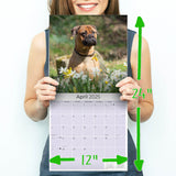 Bull Mastiff Calendar 2025