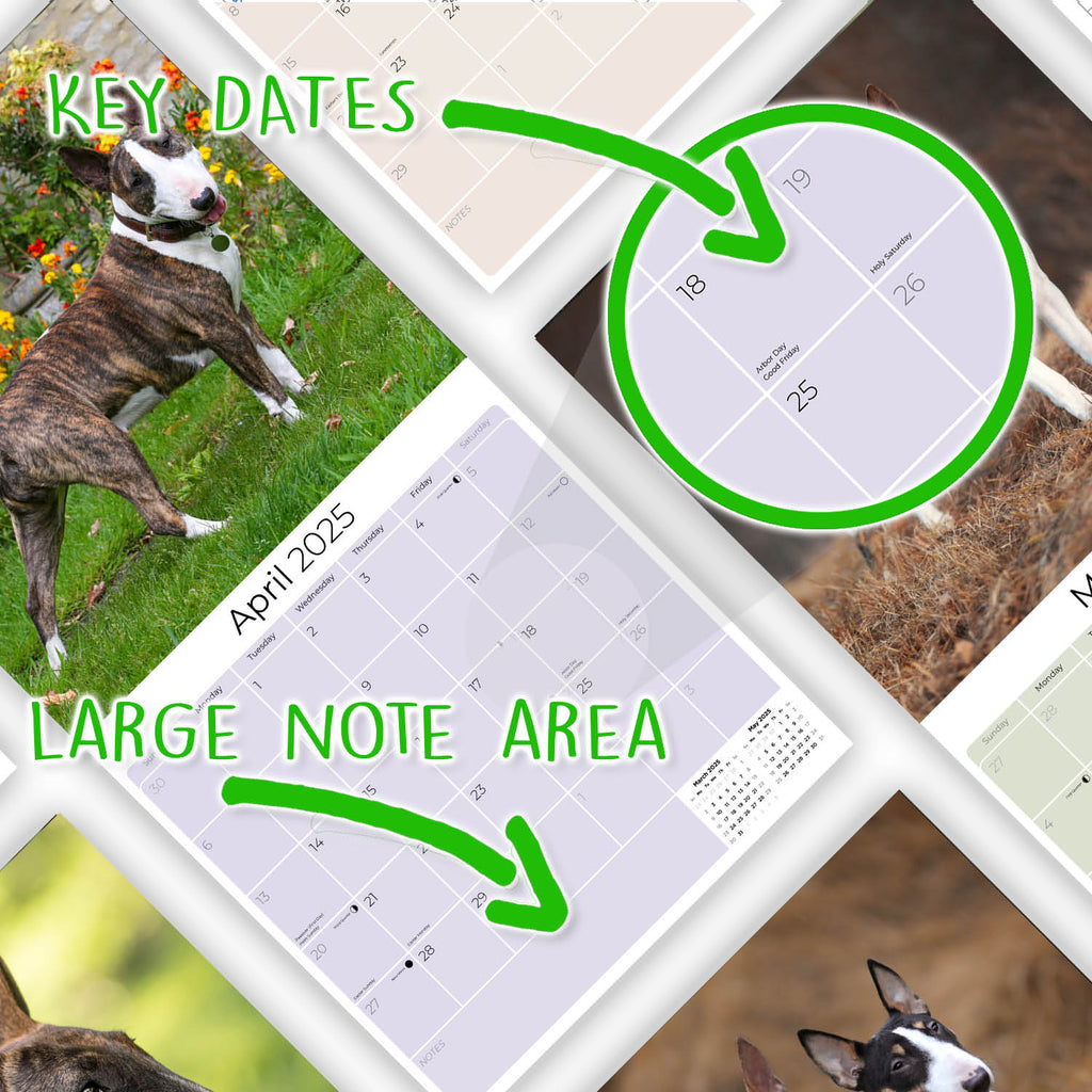 Bull Terrier Wall Calendar 2025