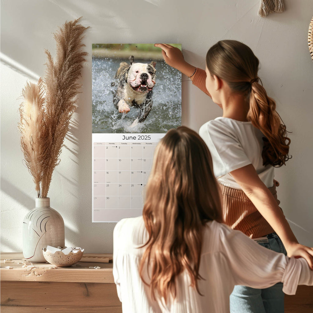 Bulldog Wall Calendar 2025