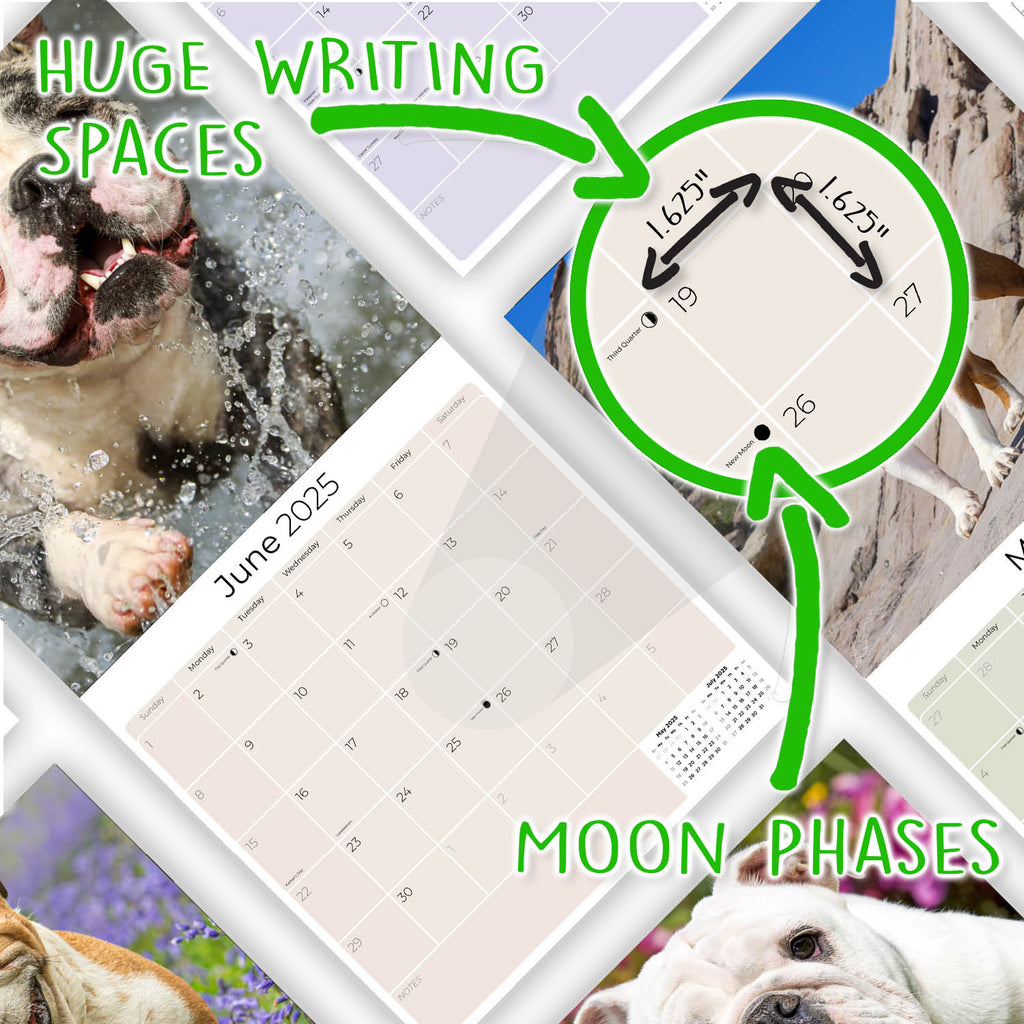 Bulldog Wall Calendar 2025