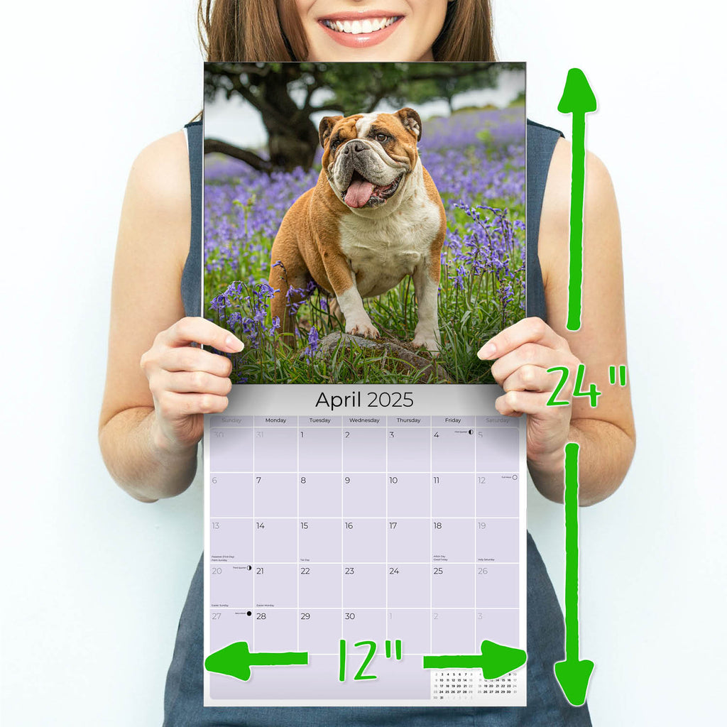 Bulldog Wall Calendar 2025