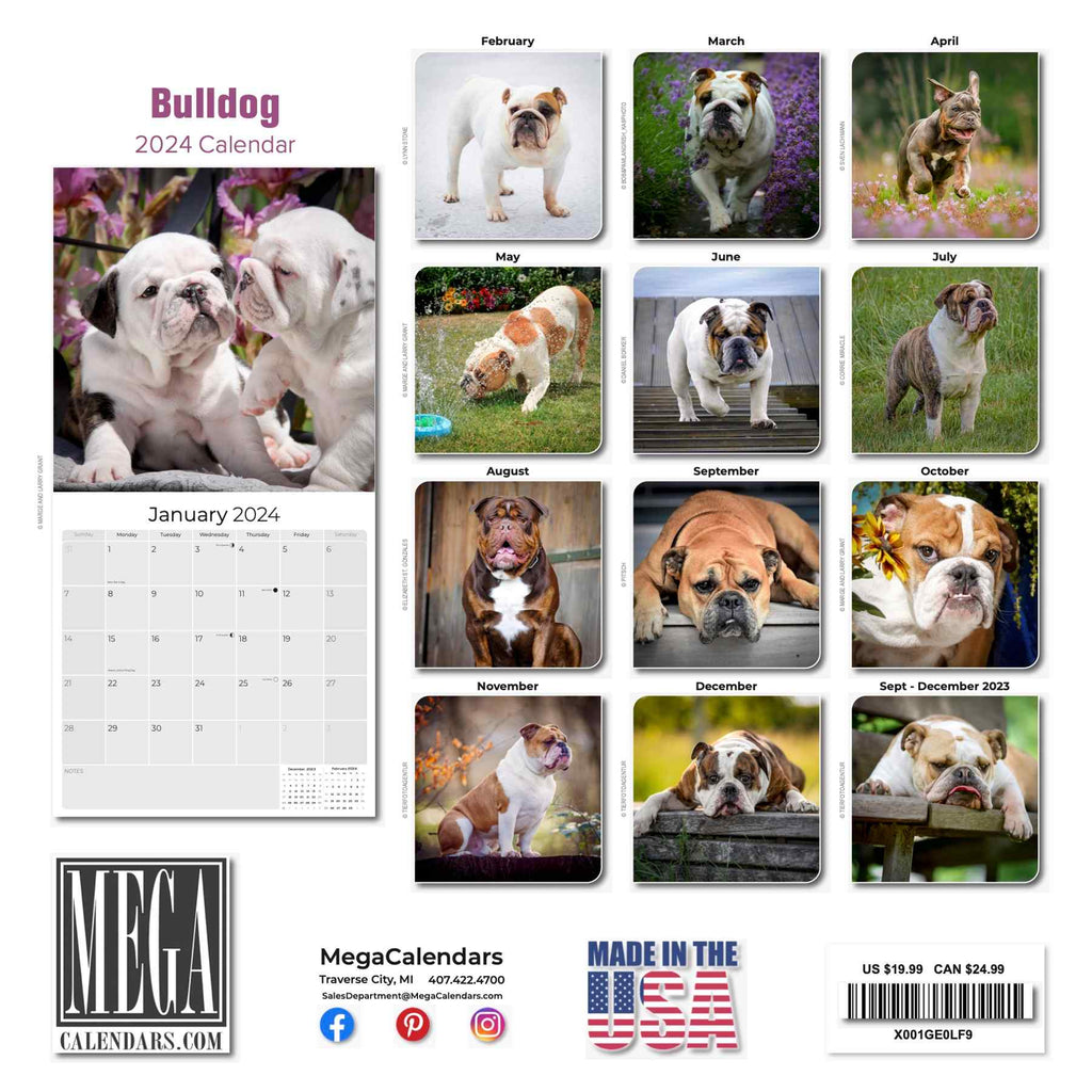 Bulldog Wall Calendar 2024