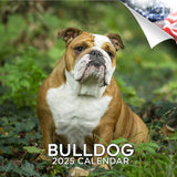 Bulldog Wall Calendar 2025