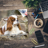 Cavalier King Charles Wall Calendar 2025