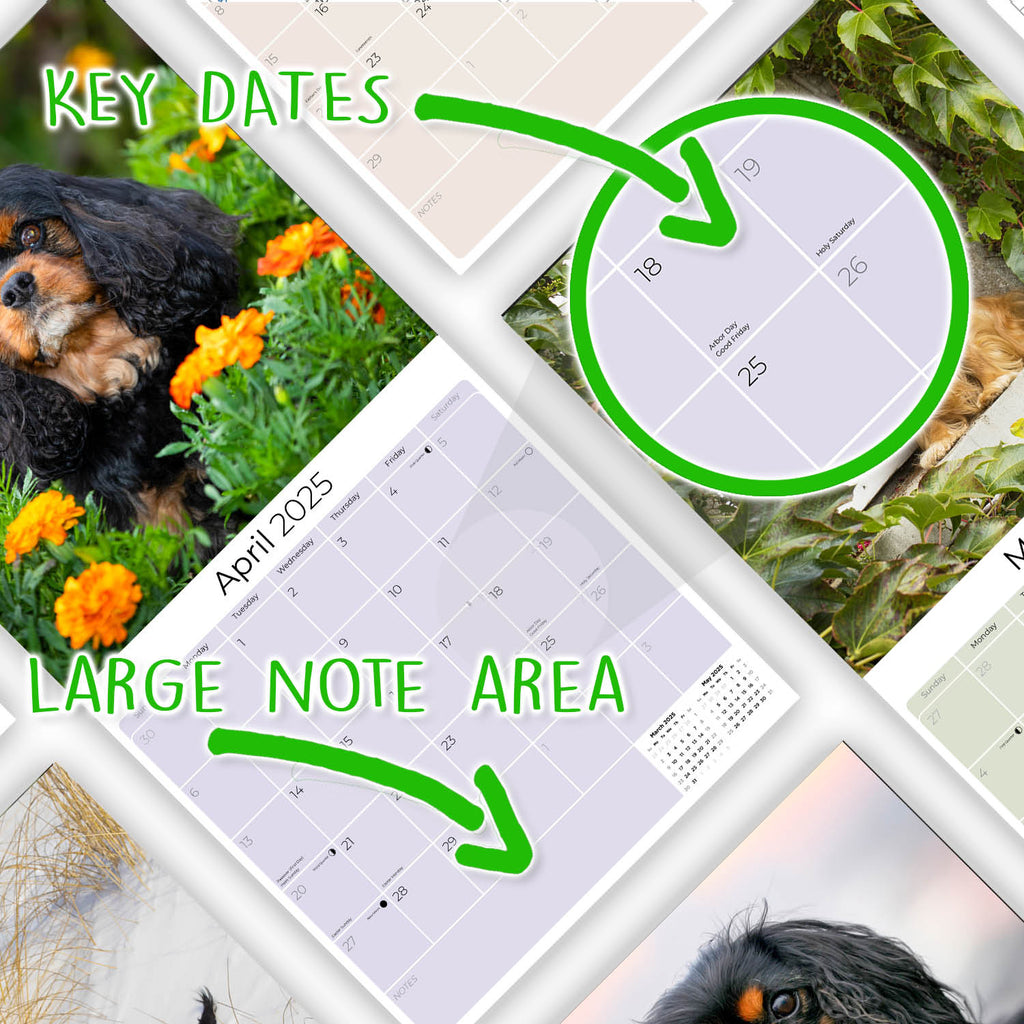 Cavalier King Charles Wall Calendar 2025