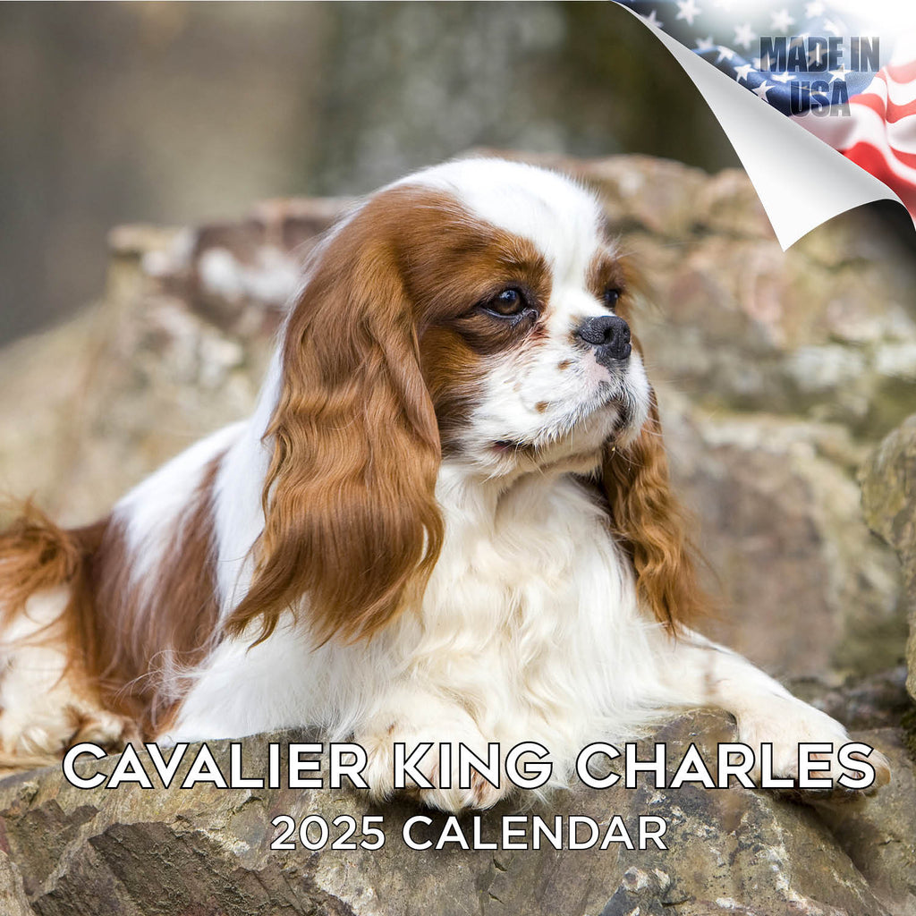 Cavalier King Charles Wall Calendar 2025