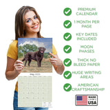 Chocolate Lab Retriever Wall Calendar 2025