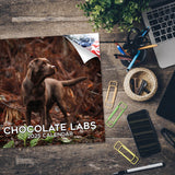 Chocolate Lab Retriever Wall Calendar 2025