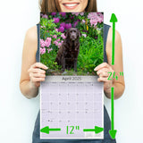 Chocolate Lab Retriever Wall Calendar 2025