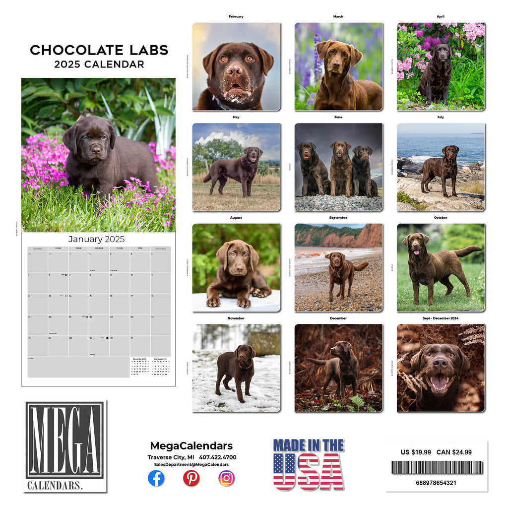 Chocolate Lab Retriever Wall Calendar 2025