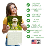 Cockapoo Wall Calendar 2025