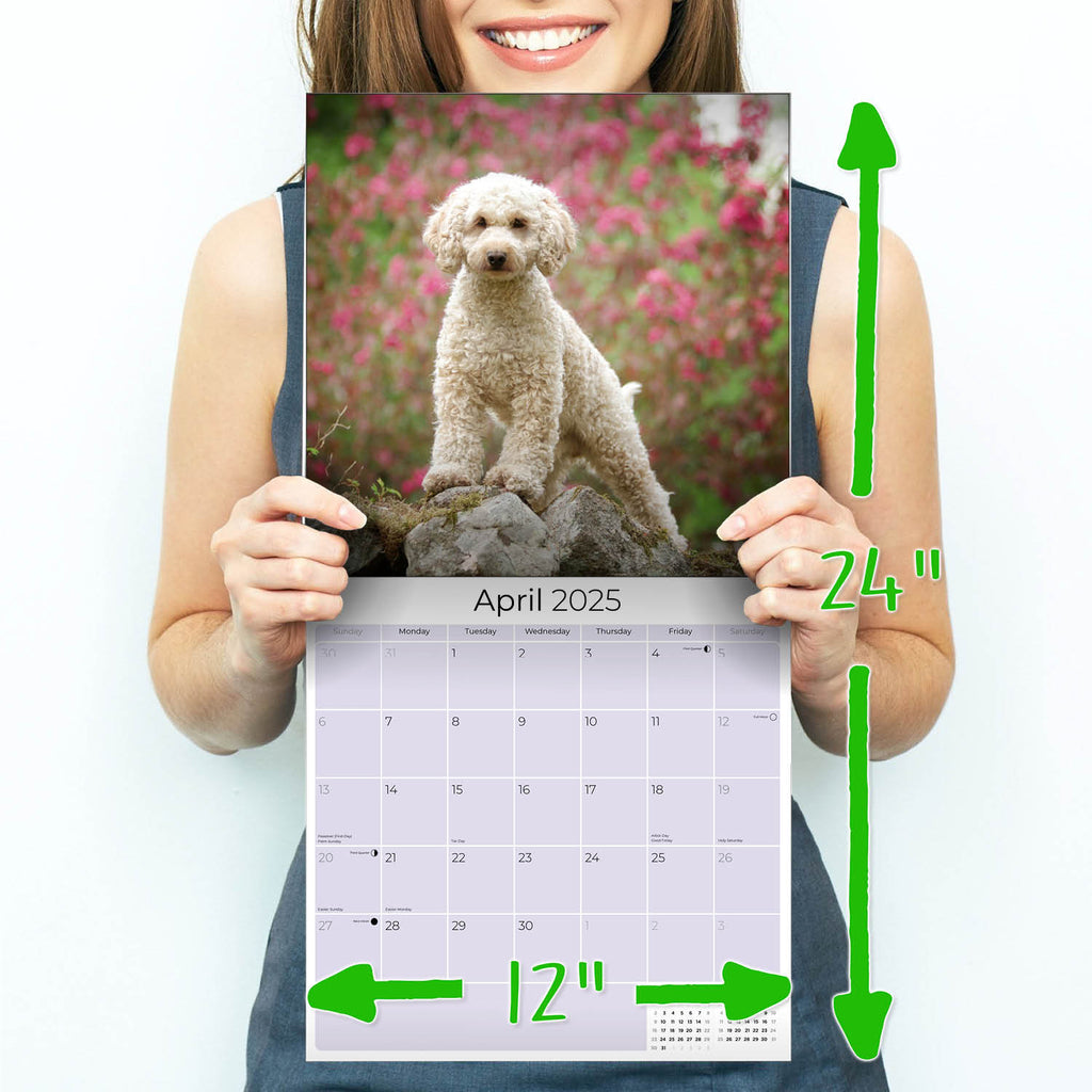 Cockapoo Wall Calendar 2025