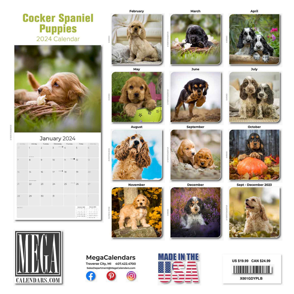 Cocker Spaniel Puppies Wall Calendar 2024
