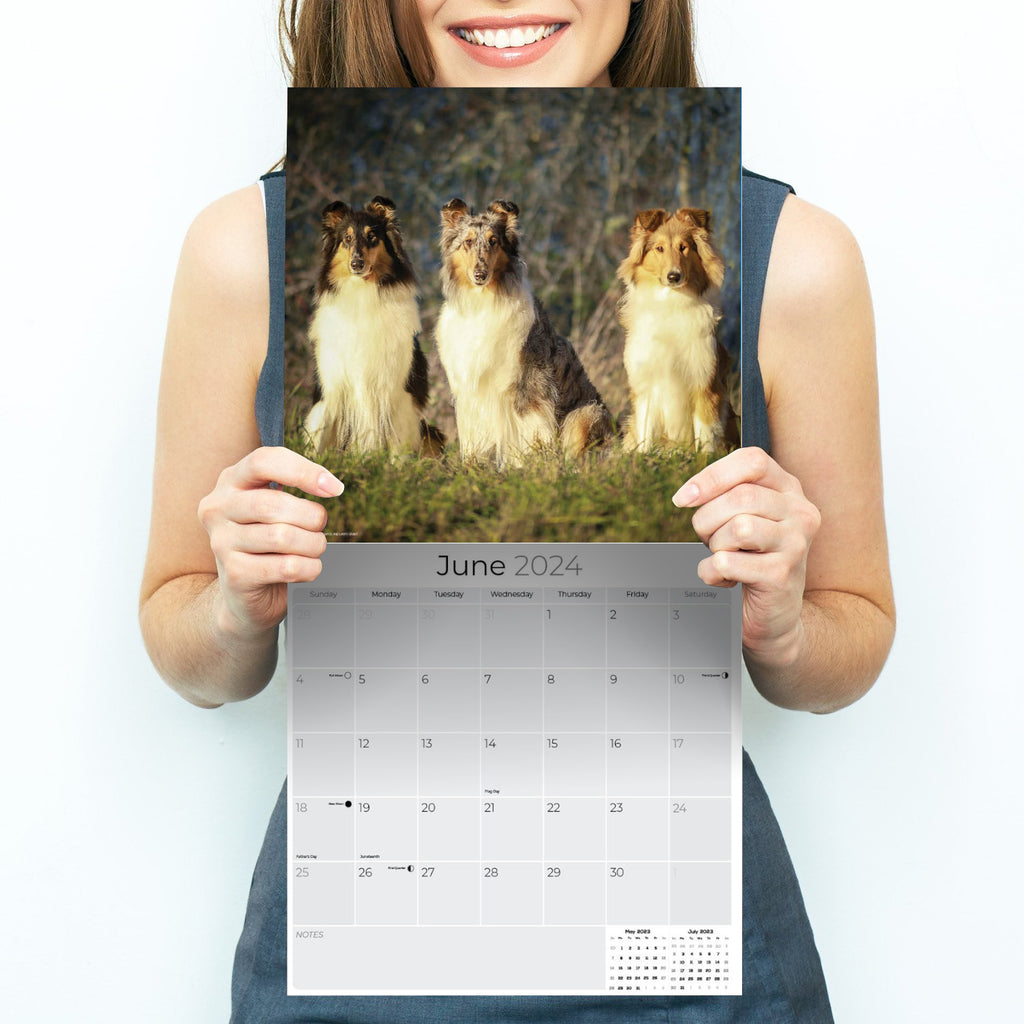 Collie Wall Calendar 2024