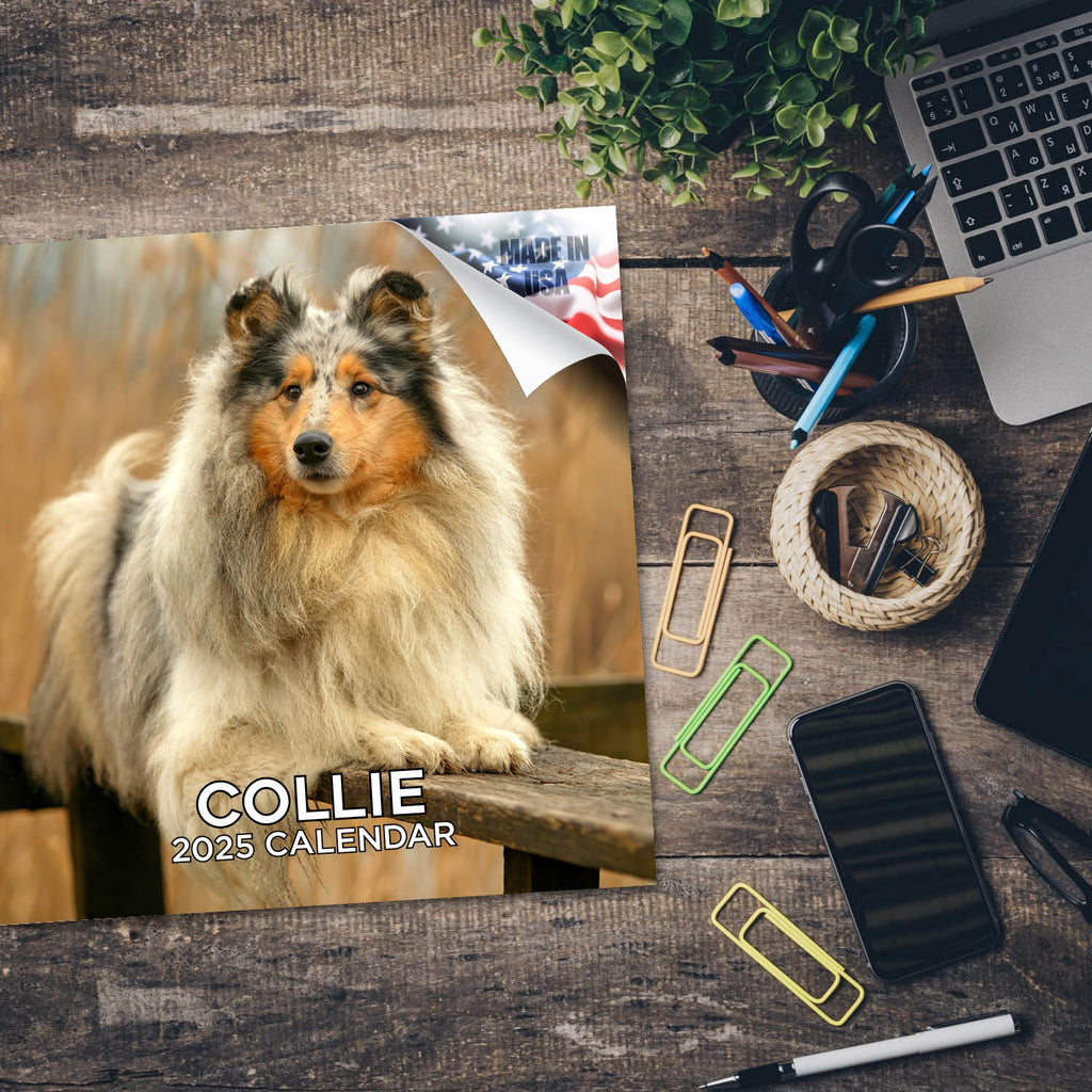 Collie Wall Calendar 2025