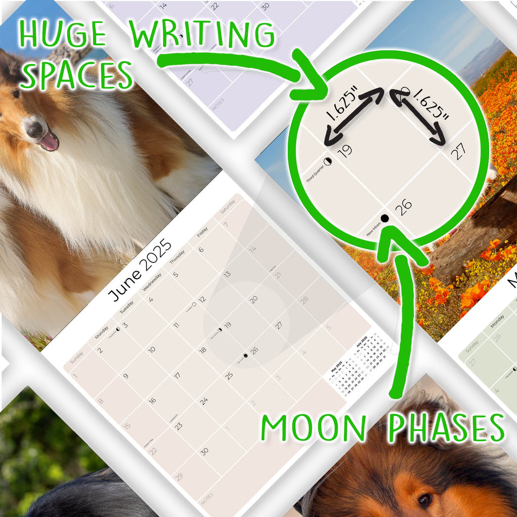 Collie Wall Calendar 2025