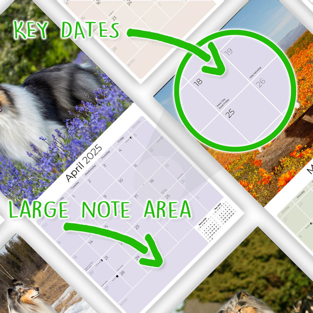Collie Wall Calendar 2025