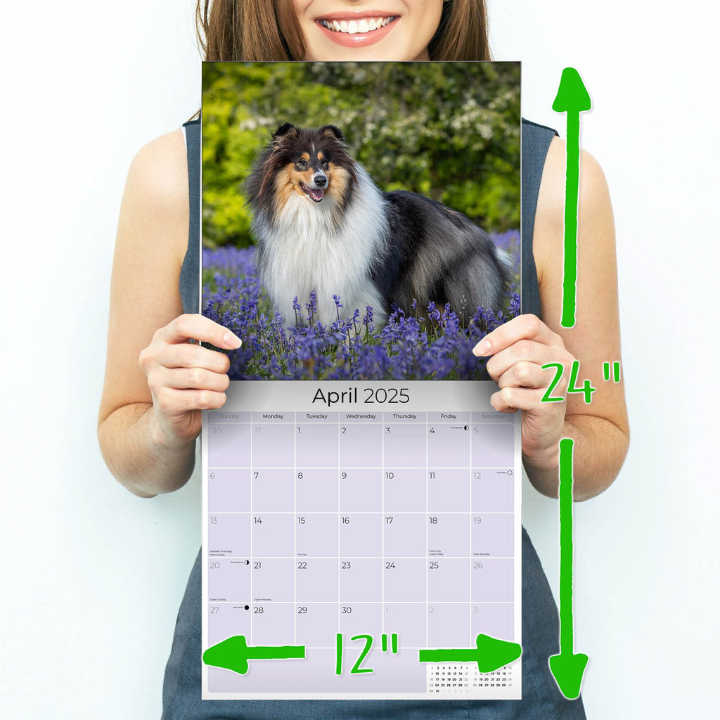 Collie Wall Calendar 2025