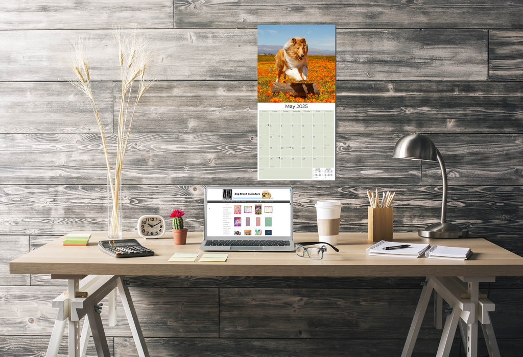 Collie Wall Calendar 2025