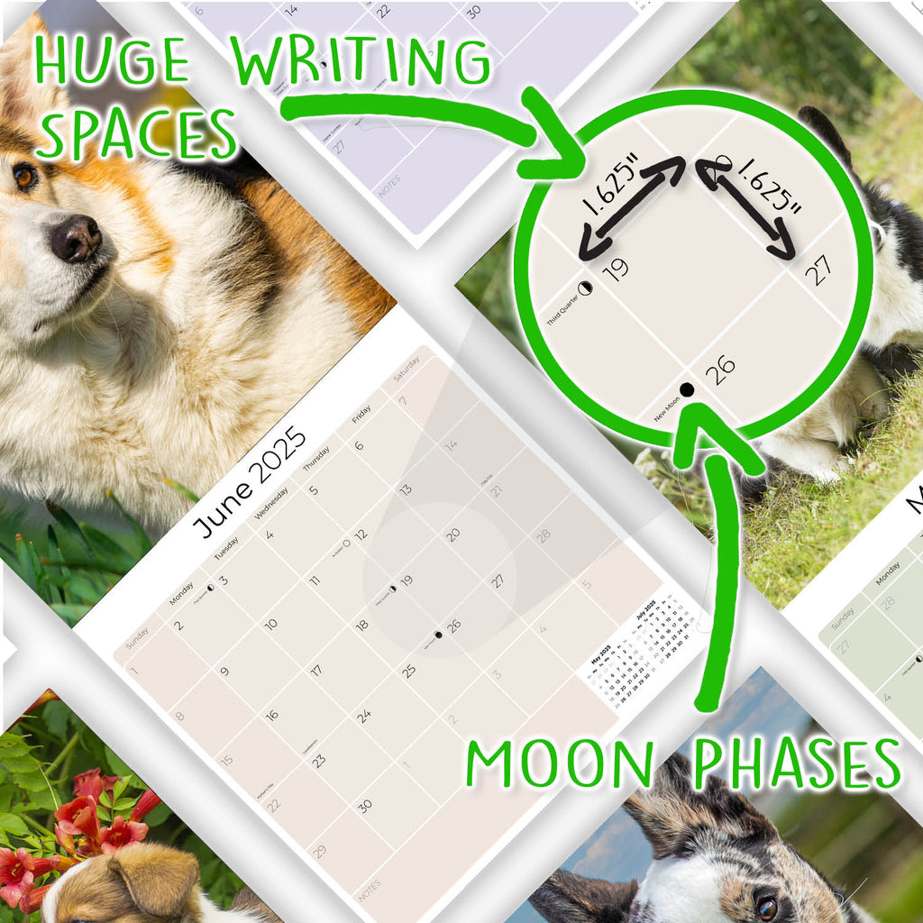 Corgi Wall Calendar 2025