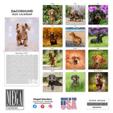 Dachshund Wall Calendar 2025