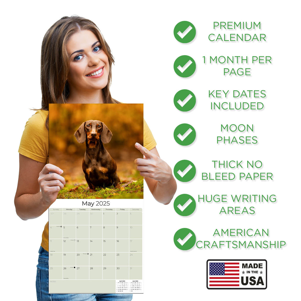 Dachshund Wall Calendar 2025