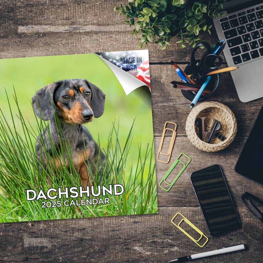 Dachshund Wall Calendar 2025