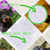 Dachshund Wall Calendar 2025