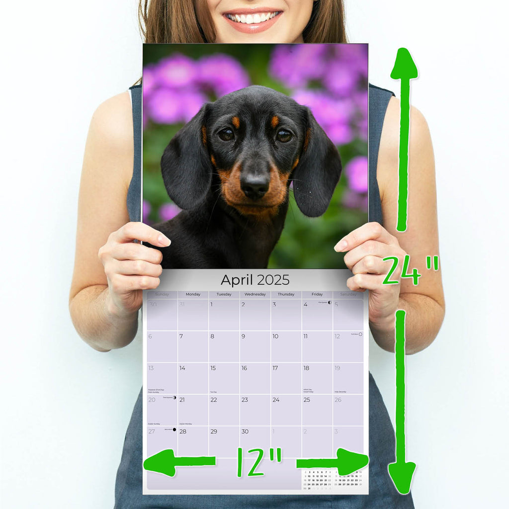Dachshund Wall Calendar 2025
