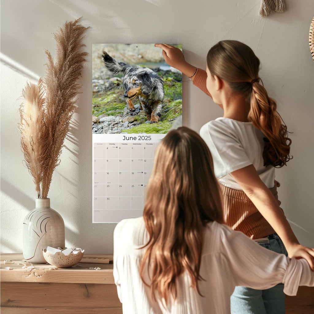 Dachshund (Longhaired) Wall Calendar 2025