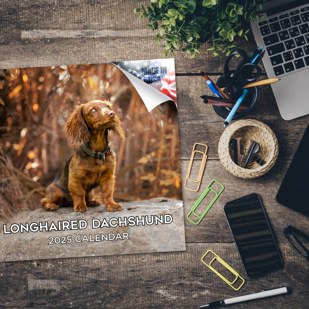 Dachshund (Longhaired) Wall Calendar 2025