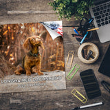 Dachshund (Longhaired) Wall Calendar 2025