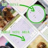 Dachshund (Longhaired) Wall Calendar 2025