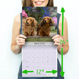 Dachshund (Longhaired) Wall Calendar 2025