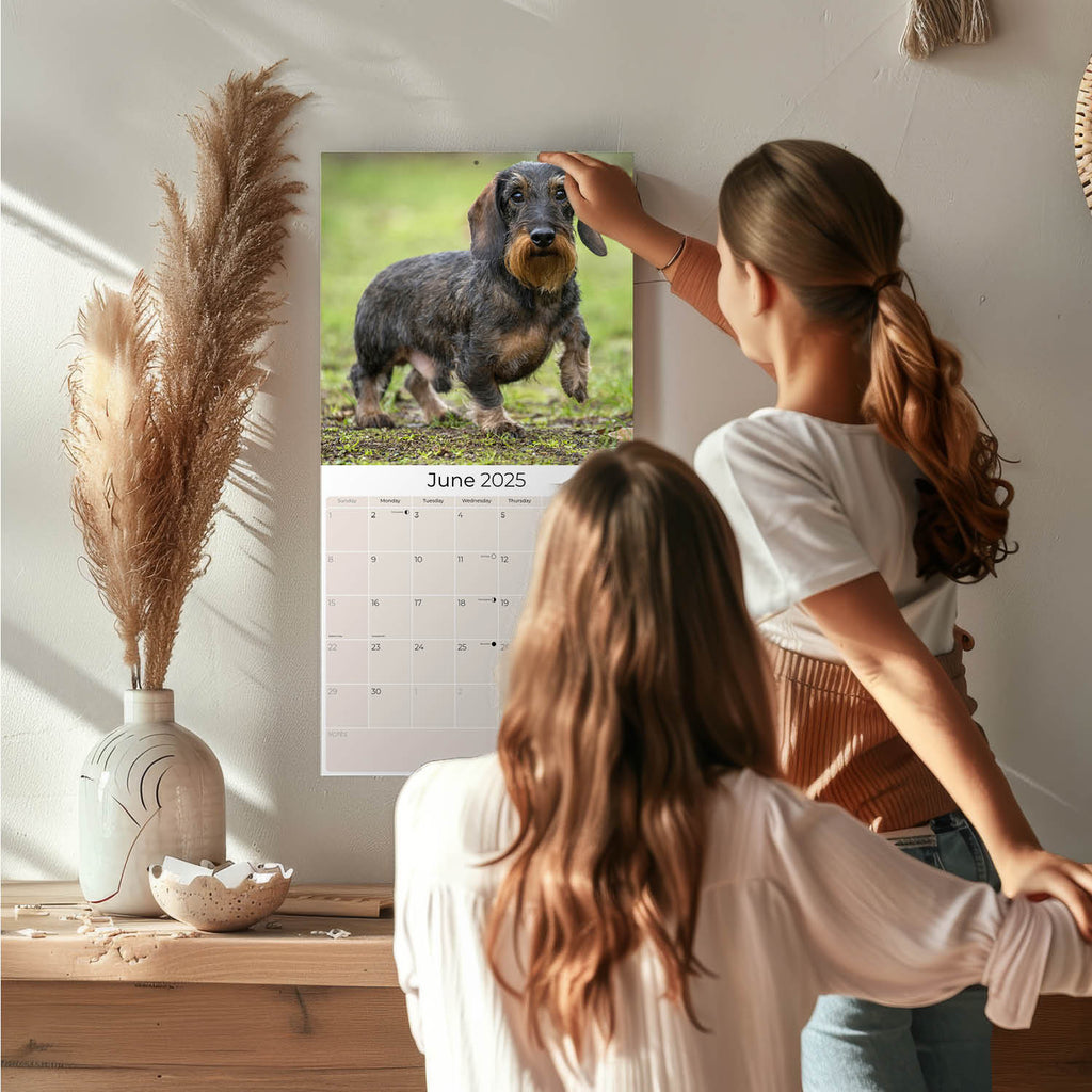 Dachshund (Wirehaired) Wall Calendar 2025